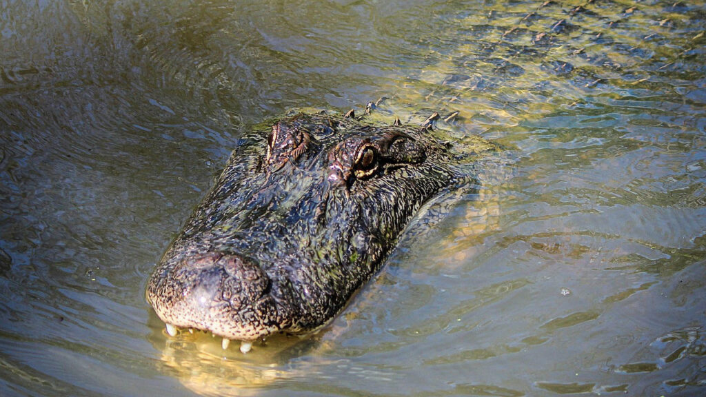15 U.S. states where gators are moving farther north than people expect ...