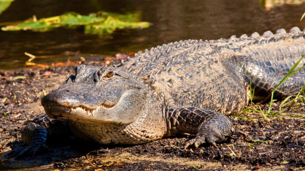 15 U.S. states where gators are moving farther north than people expect ...