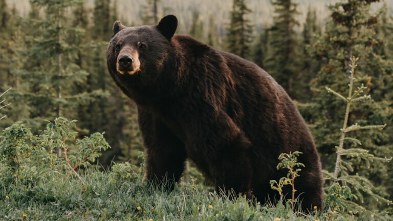 7 handgun calibers with a proven track record against black bears