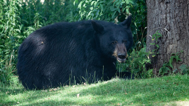 15 states with the most black bear encounters reported each year