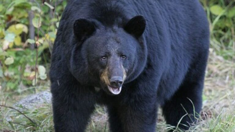 Hunter says his dad shot one black bear — and then a bigger one came charging out of the brush while he was still standing there with the spare rifle