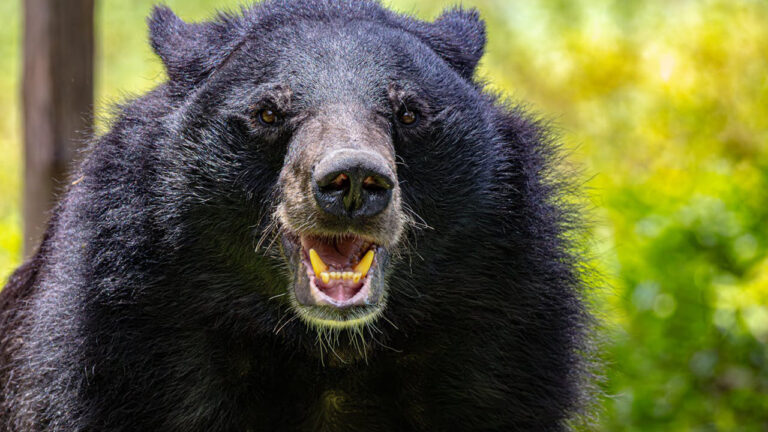 Hunter says he walked up to a bear he thought was already dead — and then it exploded back to life when he touched its eye with the barrel of his gun