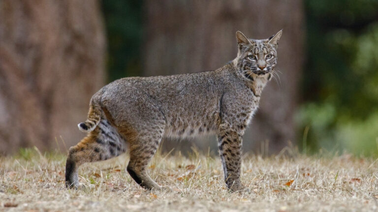 The backyard predators that are getting way too bold