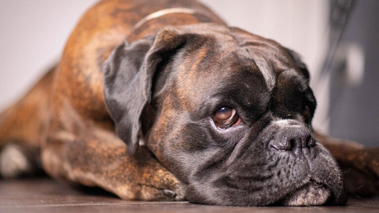 Why dogs stare at you in silence and what they may want