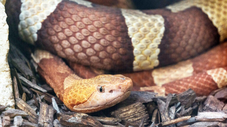 The places copperheads keep turning up that will ruin your whole day