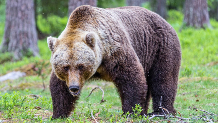 easy-to-miss signs that bears are nearby on a trail