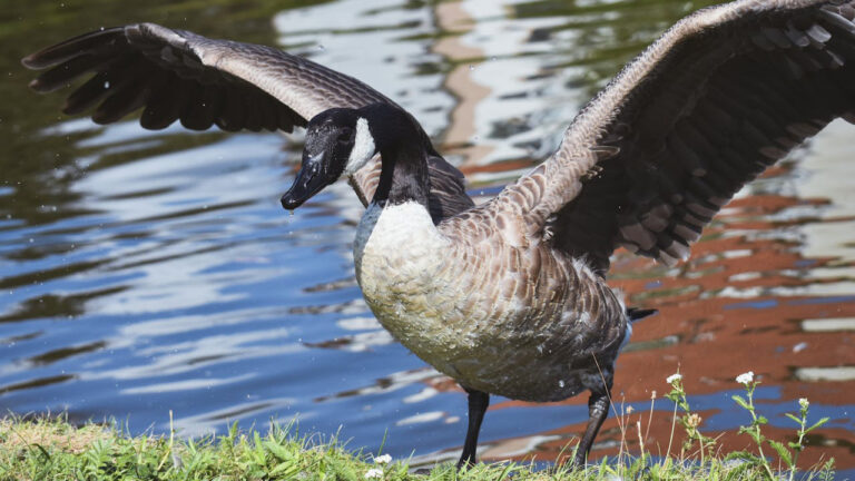 15 animals that are far meaner during nesting season than people realize