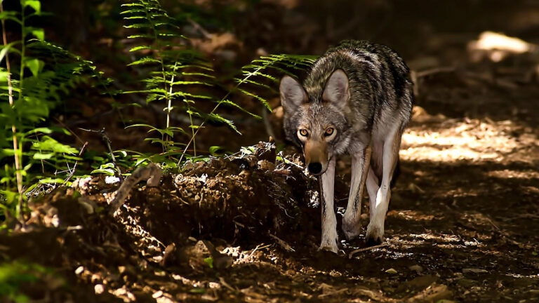 The places where coyotes are getting far too comfortable after dark