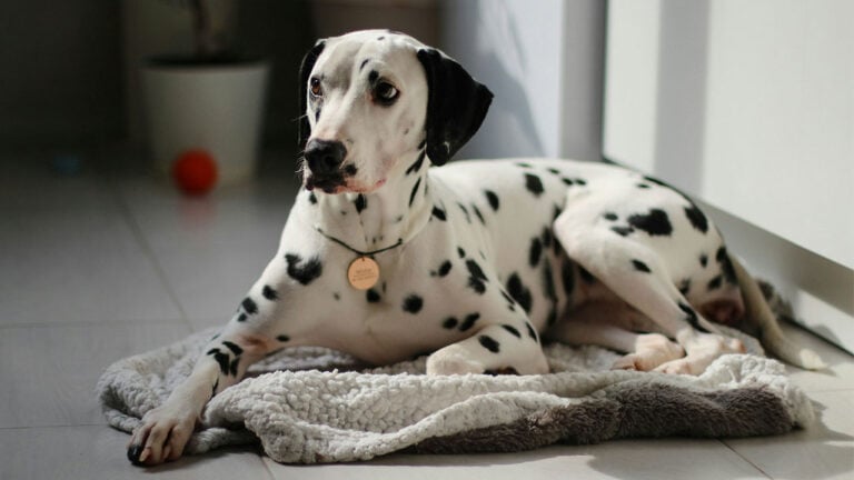 Dog Breeds Americans Seem to Be Losing Interest In