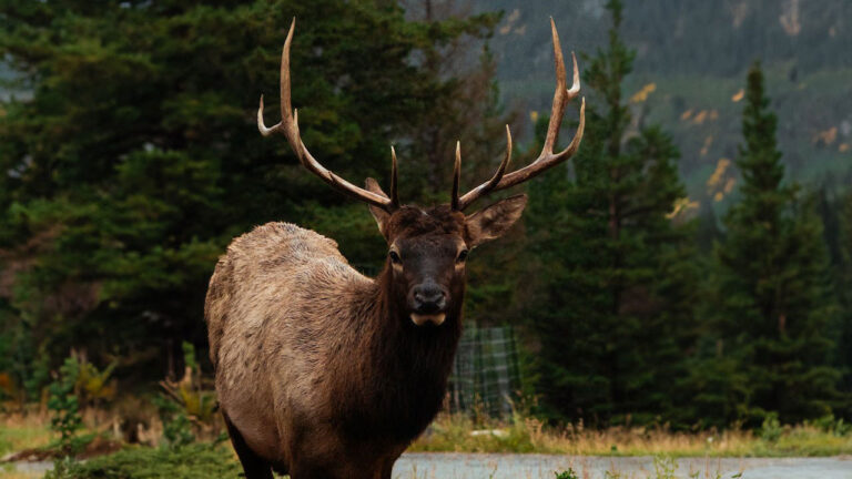 Hunter says he thought an elk was walking into his clearing after dark — and then his headlamp lit up a black bear cub with the sow already charging behind it