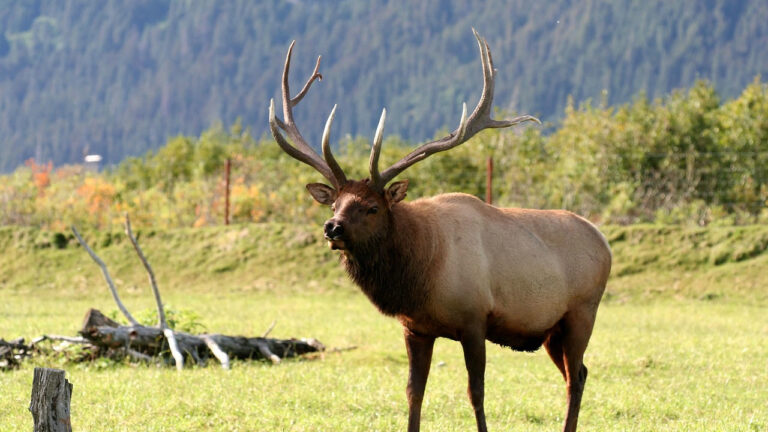 15 states where elk hunting is getting tougher for DIY hunters