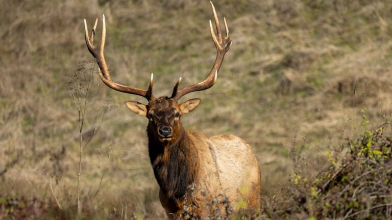 20 U.S. States Where Hunters Face More Competition Than Ever