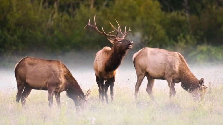 15 states where elk populations are growing the most