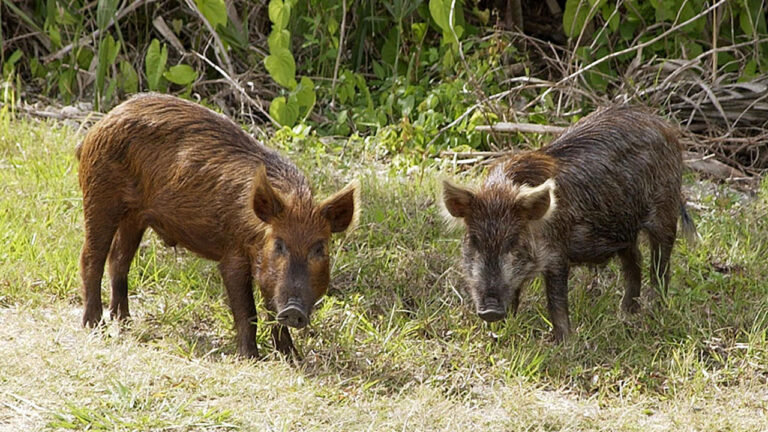 15 states with the worst wild hog infestations by county count