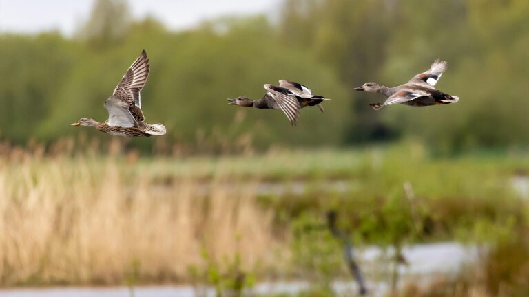 Hunters are being asked to weigh in on proposed waterfowl season changes