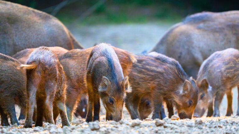 The U.S. states with the worst feral hog problems by the numbers