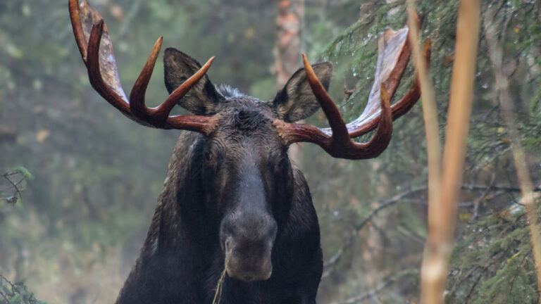 Hunter says he sat down against a tree before daylight and heard something huge breathing just behind him — and when he finally looked, it was a bull moose close enough to touch