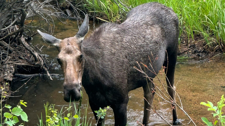 Hunter says a cow moose charged him after he laid down female scent and started calling — and when yelling didn’t stop her, he had to fire at the ground just to keep her off him