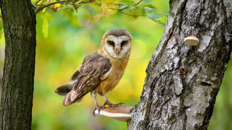 How to attract owls to your yard (and why you’d want to)