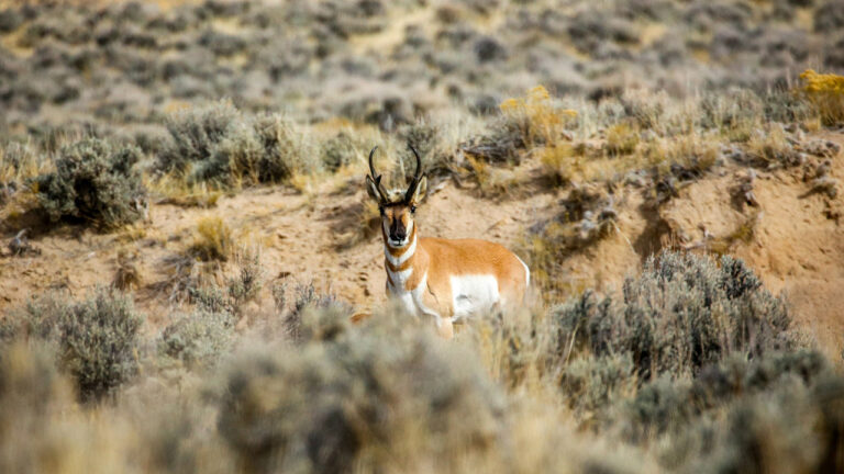 15 states where pronghorn hunting has the best odds for newcomers