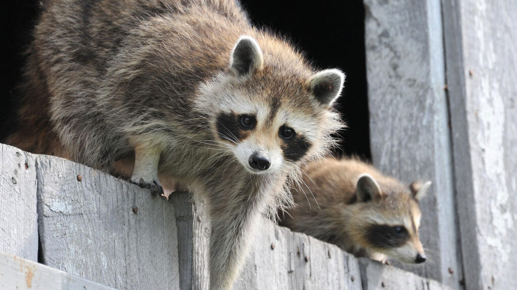 Racoons R 15 surprising facts about raccoons - The Avid Outdoorsman