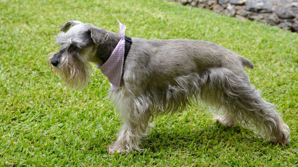 15 dog breeds that are protective without being reckless - The Avid ...