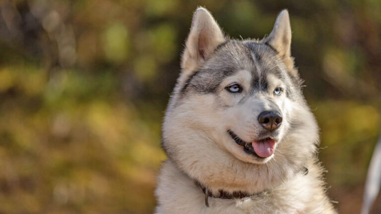 15 dog breeds that look “easy” but are a handful in real life