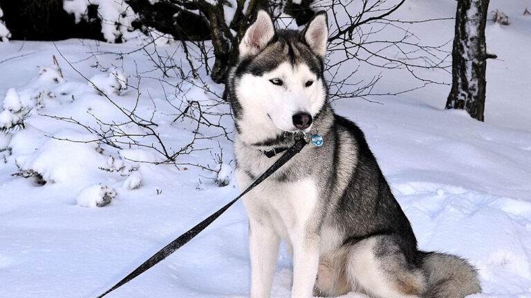 15 dog breeds that ignore recalls when prey shows up