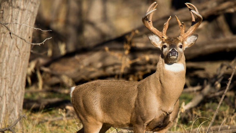 The cartridges that ruin deer meat even when the shot is “good”