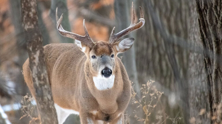 15 states where whitetail pressure is getting intense on public land