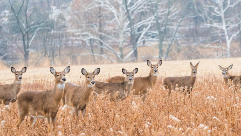 15 states with the most whitetails (and why it matters)