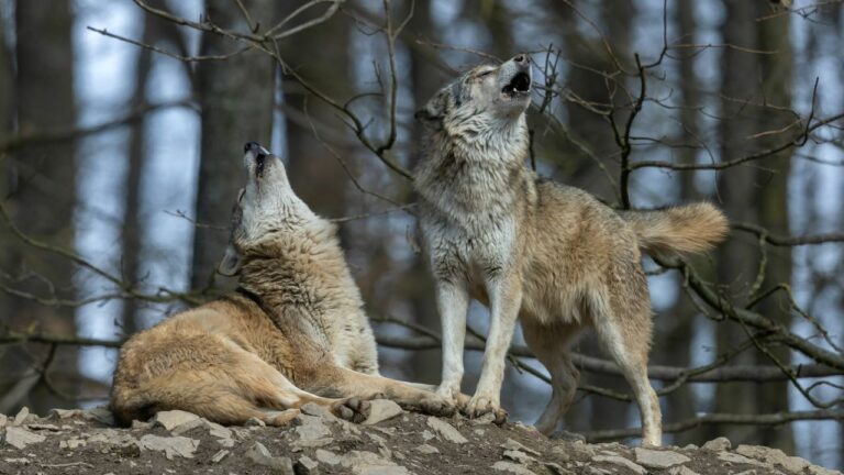 Hunter says he was calling for a bear at dusk from the middle of a corn field — and then one wolf howled, four more answered closer, and coyotes started yipping from every direction