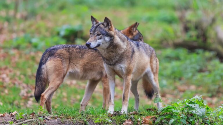 Hunter says three wolves crossed an old logging road, spotted him, and then started running straight at him — and all he had loaded was No. 7 shot