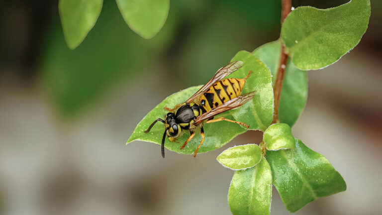 15 animals that’ll ruin your best day in the woods fast