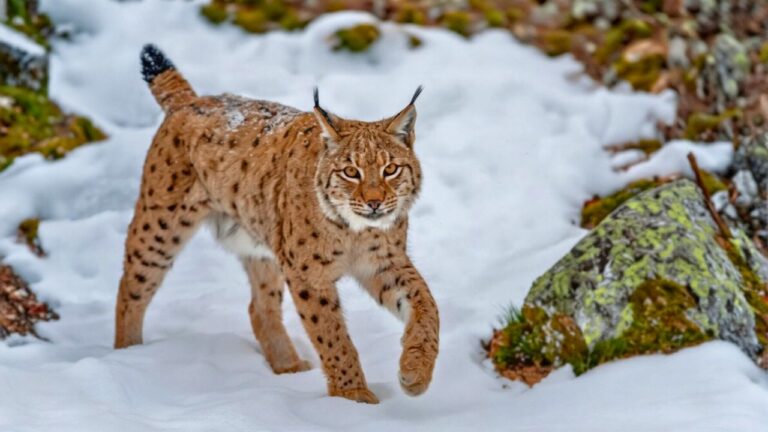 How bobcats end up near neighborhoods and why it’s happening more