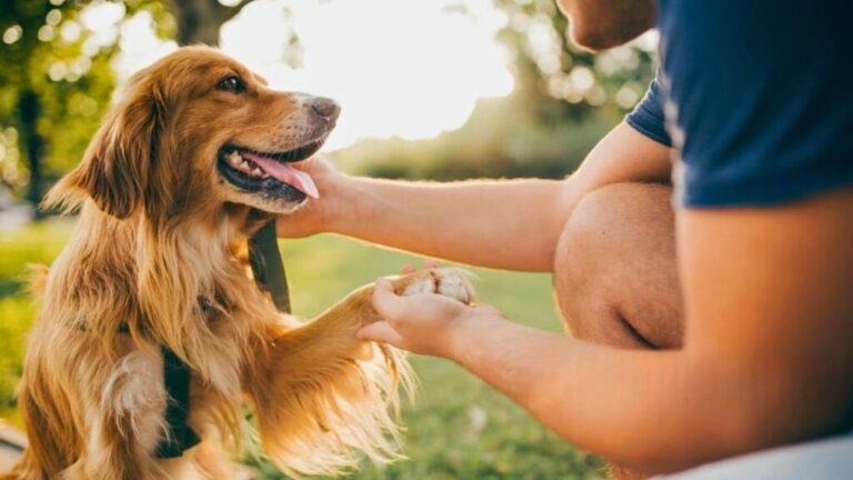 Why dogs “smile” at you and when it’s not actually happiness