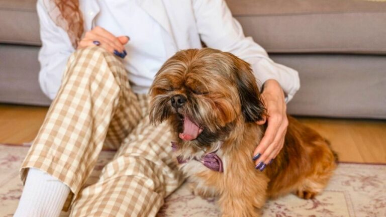 Why dogs yawn when you talk to them and what it can signal
