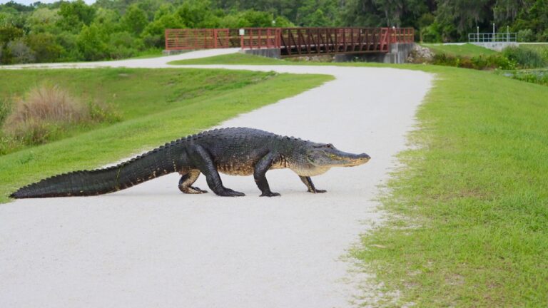 15 U.S. states where nuisance alligator calls spike every spring