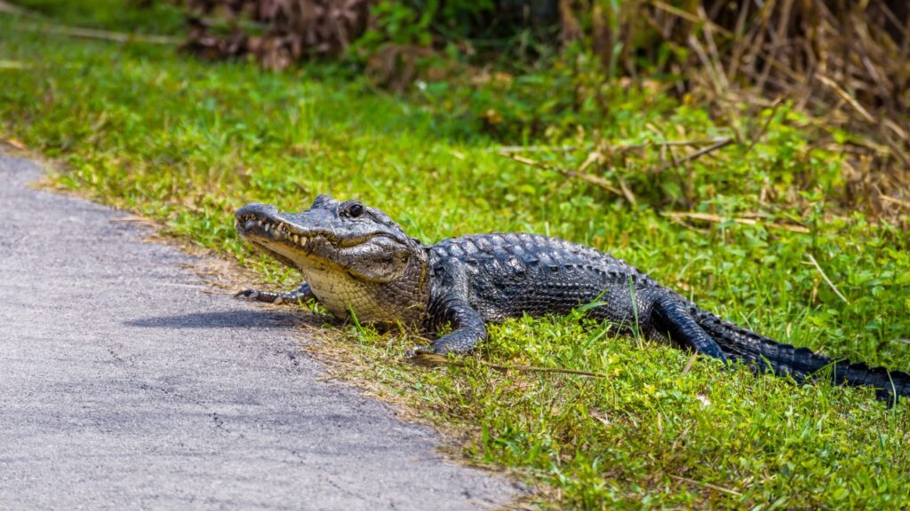 15 states where nuisance gator calls are up year over year - The Avid ...