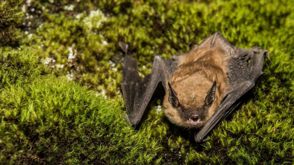Bat Carrying Rabies The animals that are most likely to be carrying rabies - The Avid ...