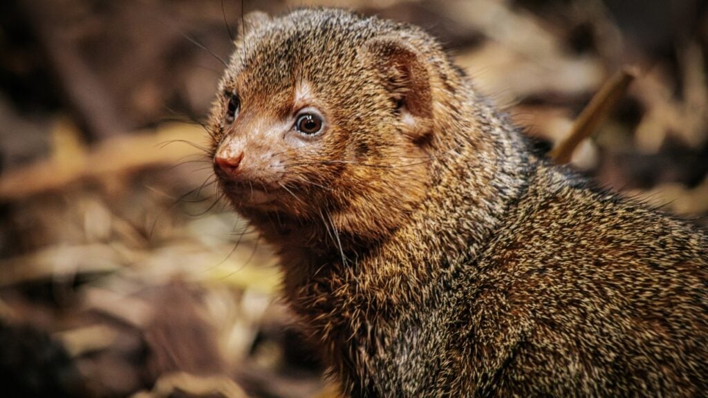 The animals that are most likely to be carrying rabies - The Avid ...