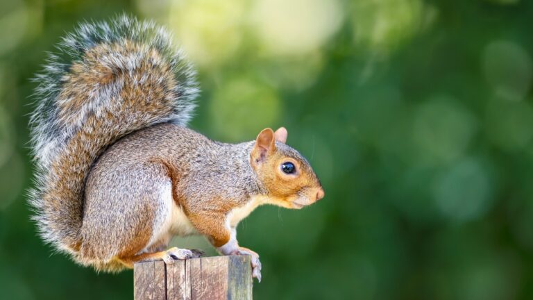 The backyard wildlife that injures more people than you’d expect