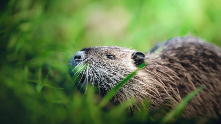 15 surprising facts about beavers