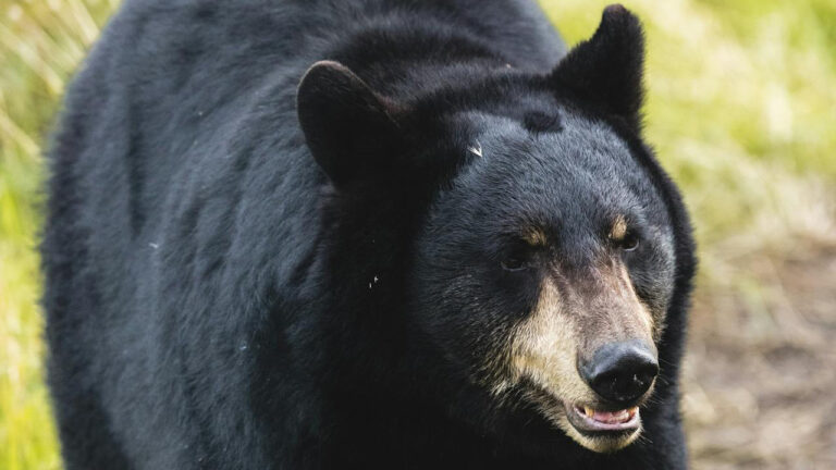 Hunter says a black bear came in close enough that he fired the first shell into the ground at its feet — and that was the only shot he got before it finally turned