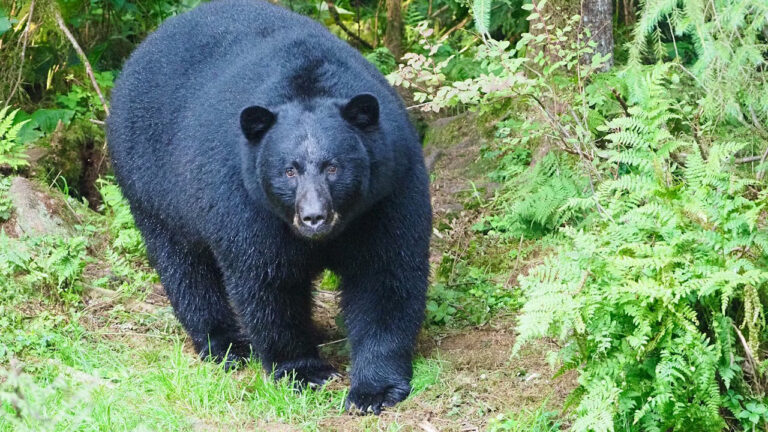 Hunter says he thought a buck was feeding 30 yards ahead of him — and then a black bear stood up with her cub while his 8-year-old daughter crouched right behind him
