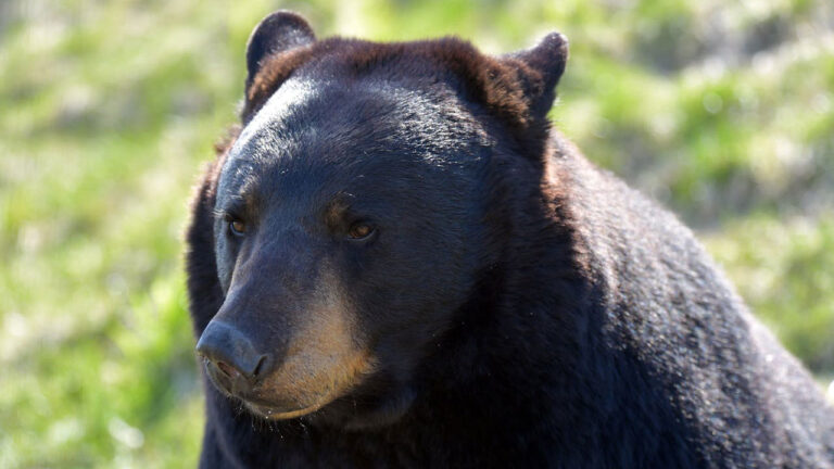 If you see a bear in your yard, wildlife officers say do this