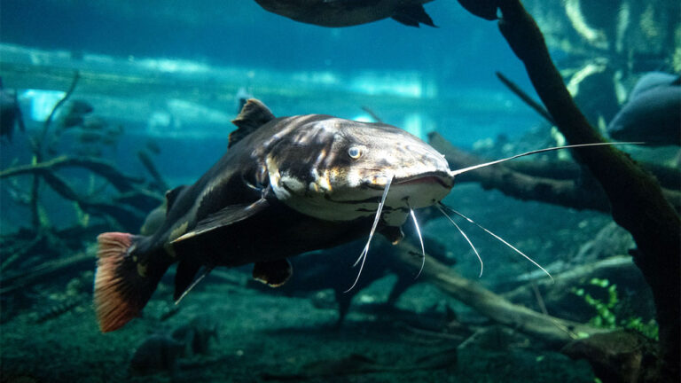 15 surprising facts about catfish