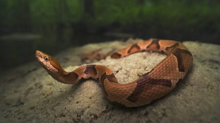 15 U.S. states where copperheads are common but most people never notice