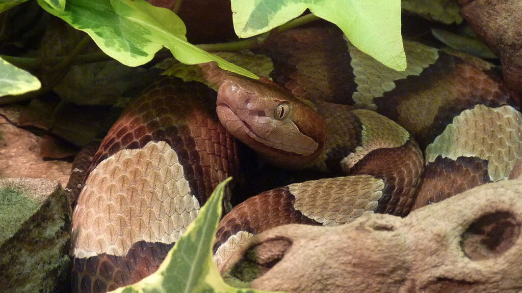 15 surprising facts about copperheads - The Avid Outdoorsman