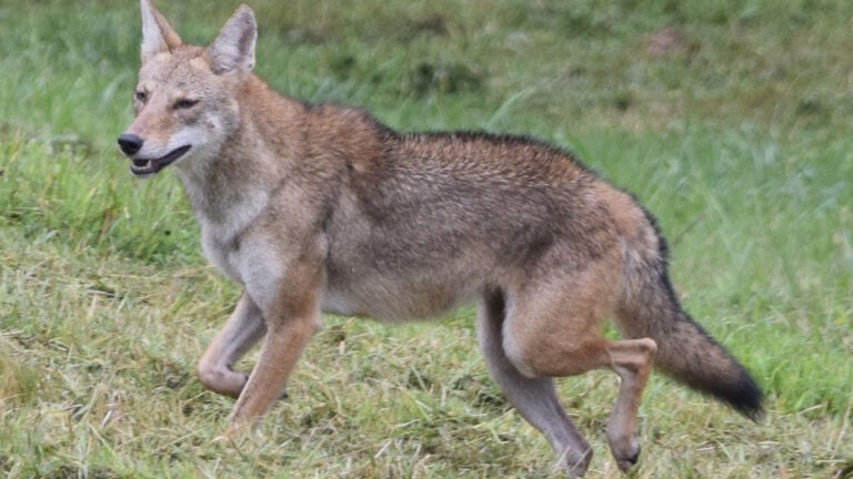 20 Predators Most Likely to Target Small Dogs and Cats